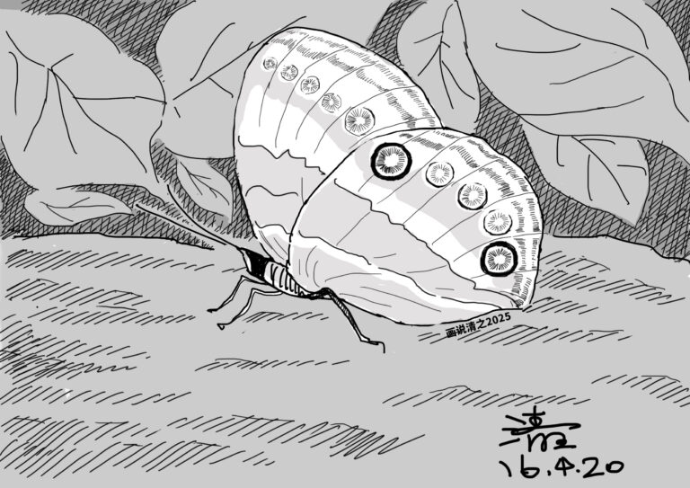 Read more about the article 林惠珍的蝴蝶标本（下）——清之插画集